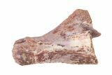 Triassic Fossil Avemetatarsalian (Dromomeron) Bone - Texas #322749-1